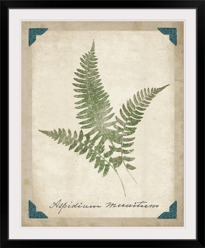 « x », impression Vintage Ferns, Cadre noir, H 23 po x l 20 po x P 1 po