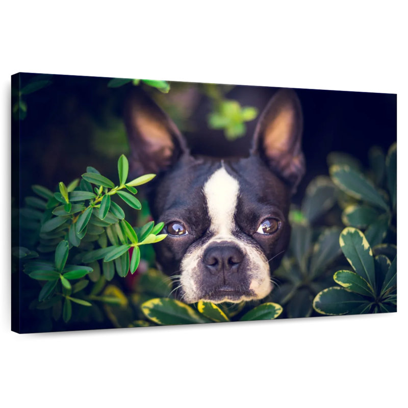 Brampt Boston Terrier Hiding, 24" H x 36" W