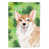 Brown Corgi