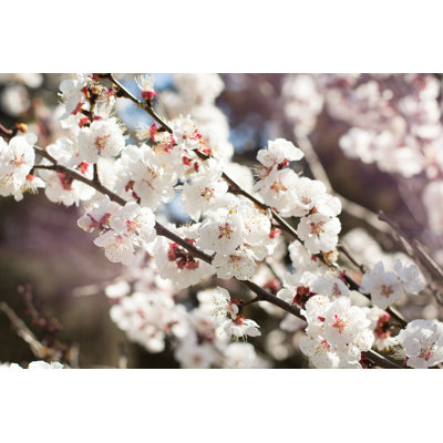 Belles fleurs d'amande