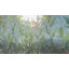 Plantes et fleurs autocollant de fenêtre d'intimité statique à laser - feuilles d'eucalyptus-1131268297