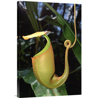 " Pitcher Plant Traps, Borneo "