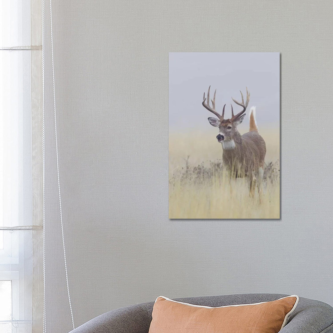 White-tail Deer Buck von Ken Archer - Galerie-verpackte Leinwand Giclée auf Leinwand