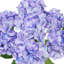Tige de fleur d'hortensia artificielle-1635926249