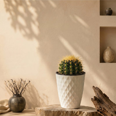 Plante grasse vivante avec cactus Live