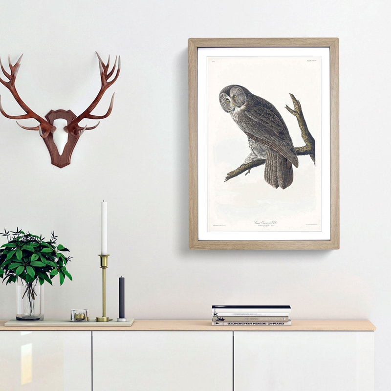 Great Cinereous Owl by John James Audubon - Picture Frame Painting Print, 65cm H x 48cm W x 2cm D, Oak Framed