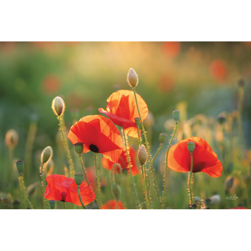 Champ de coquelicots III, H 20 po x l 30 po, Non, Cadre flottant doré
