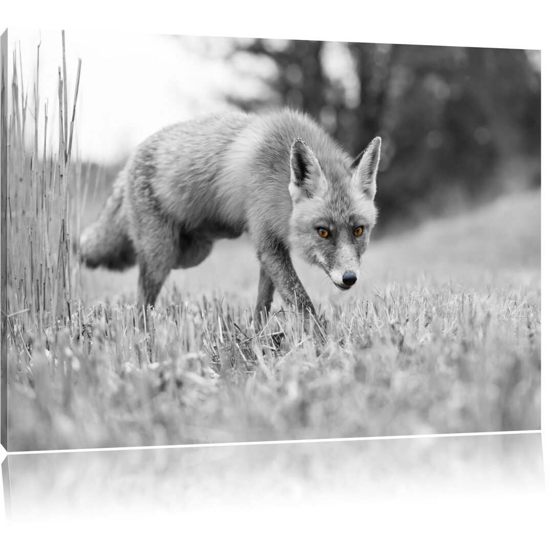 Leinwandbild Wunderschöner Fuchs