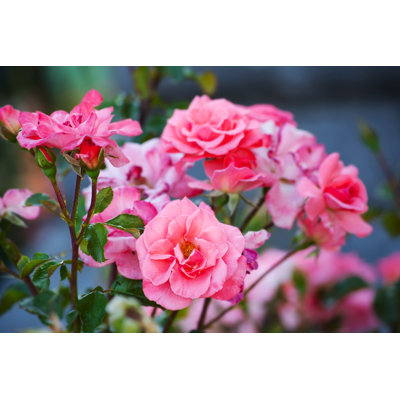 Bushes Of Pink Roses In The Garden by Alexander Tarassov - Wrapped Canvas Print
