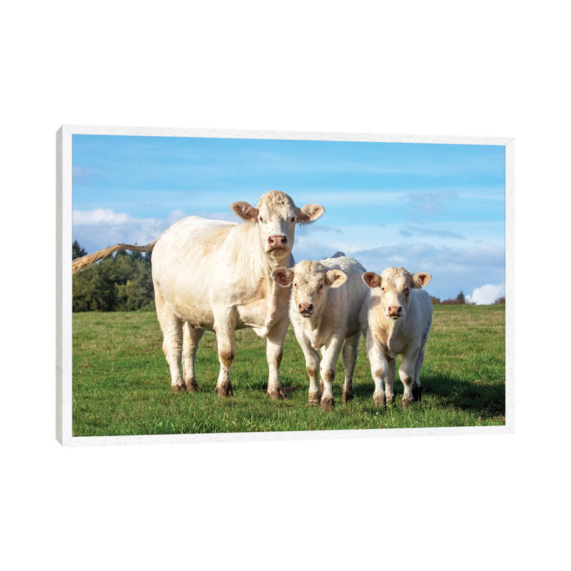 White Cow And Her Calves by Clara Bastian - Print on Canvas, 66.04cm H x 101.6cm W x 3.81cm D, White Framed