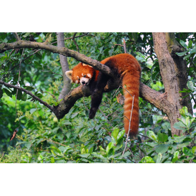 Red Panda Bear In Tree - Wrapped Canvas Print
