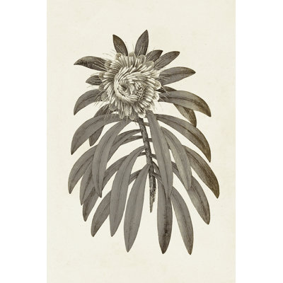 Sepia Botanicals VI - Wrapped Canvas Painting