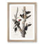 Ivory Billed Woodpeckers by John Audubon - Framed Print-55576174-55576175