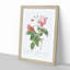 Boursault Rose in Pink by Pierre-Joseph Redoute - Picture Frame Graphic Art Print-55513017-55513015