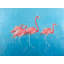 Quatre flamants roses - romantiques, encadré bleu