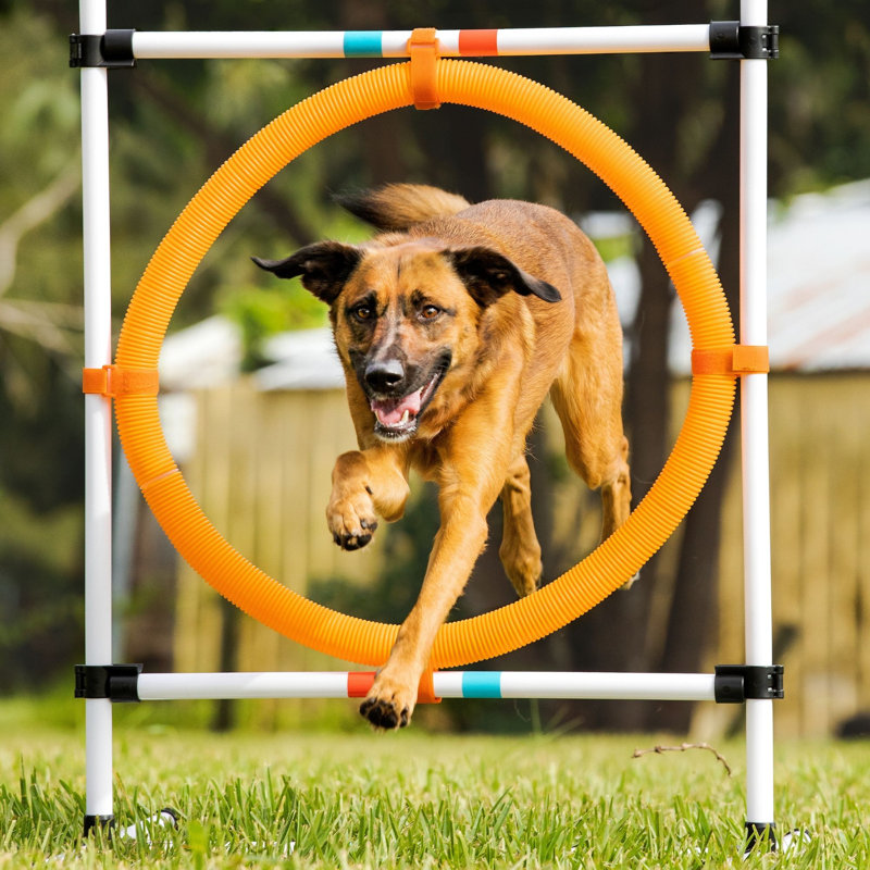 Adjustable Orange and White Dog Agility Hoop Jump