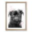 Paint Splashed Pug Dog in Abstract - Picture Frame Graphic Art Print-55735337-55735338