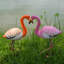 Flamant rose
