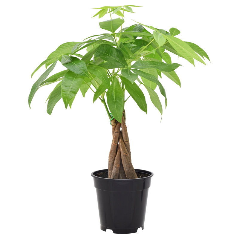 Arcadia Garden Products Money Tree in Grower Pot Live Money Tree (Pachira Aquatica) (Jade Plant) Tree Low Maintenance Plant in Rattan Pot