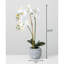 Agencements de fleurs orchidées et de pièce maîtresse