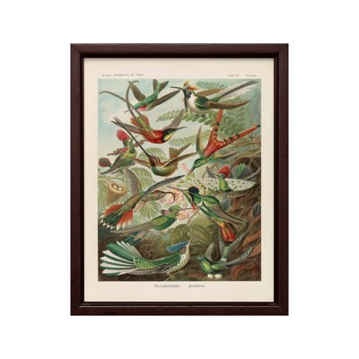 Ernst Haeckel - Colibri