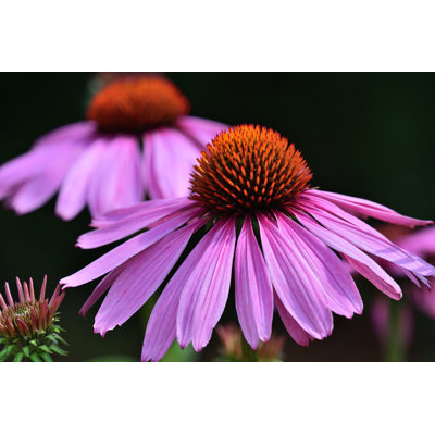 Fleurs d'échinacée - Photographie sur toile tendue