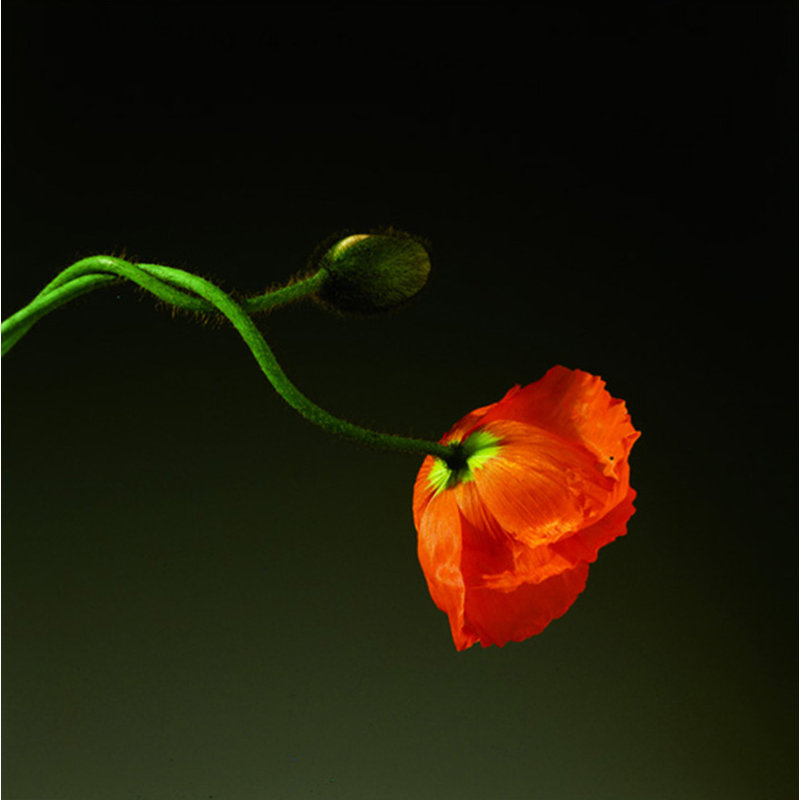Coquelicot, 1998, H 15 po x l 15 po