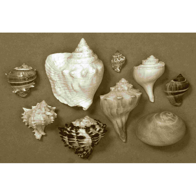 Shell Collector Series I 2855514, H 8 po x l 12 po