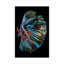 The Betta Fish by Andi Halil - Print on Canvas-1257038025-1297969560