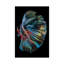 The Betta Fish by Andi Halil - Print on Canvas-1257038030-1297969560