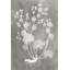 Herbarium Study I, peinture sur toile-1834740128