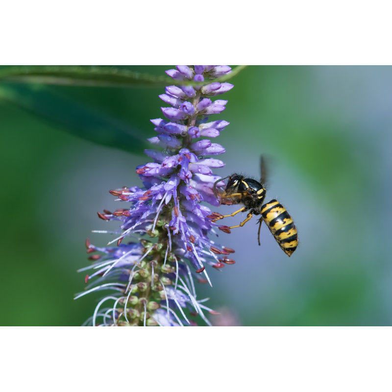 Flying Wasp de Schnuddel, H 24 po x l 36 po
