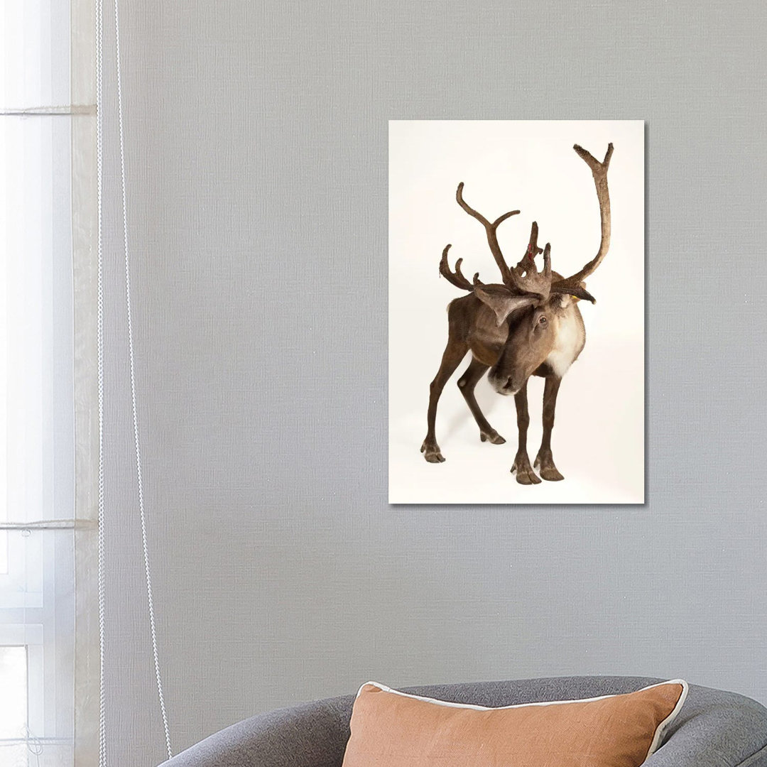 A Federally Endangered Woodland Caribou At New York State Zoo II von Joel Sartore - Gallery-Wrapped Canvas Giclée