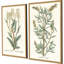 Botanical Plants III Set by Giclee Studio