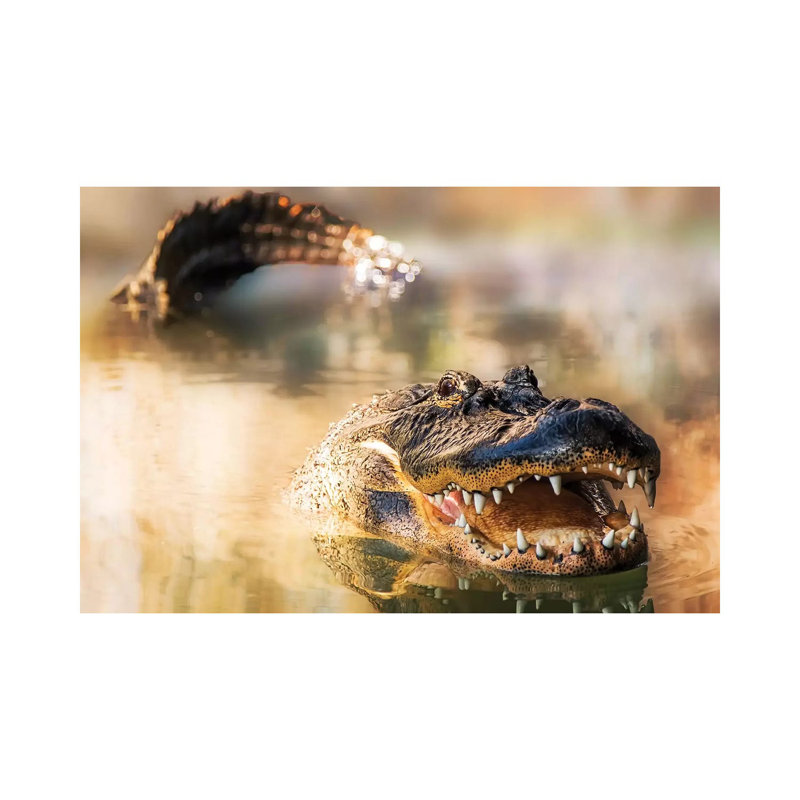 Alligator In Water With Teeth And Tail Showing by Susan Schmitz - Wrapped Canvas Gallery-Wrapped Canvas Giclée