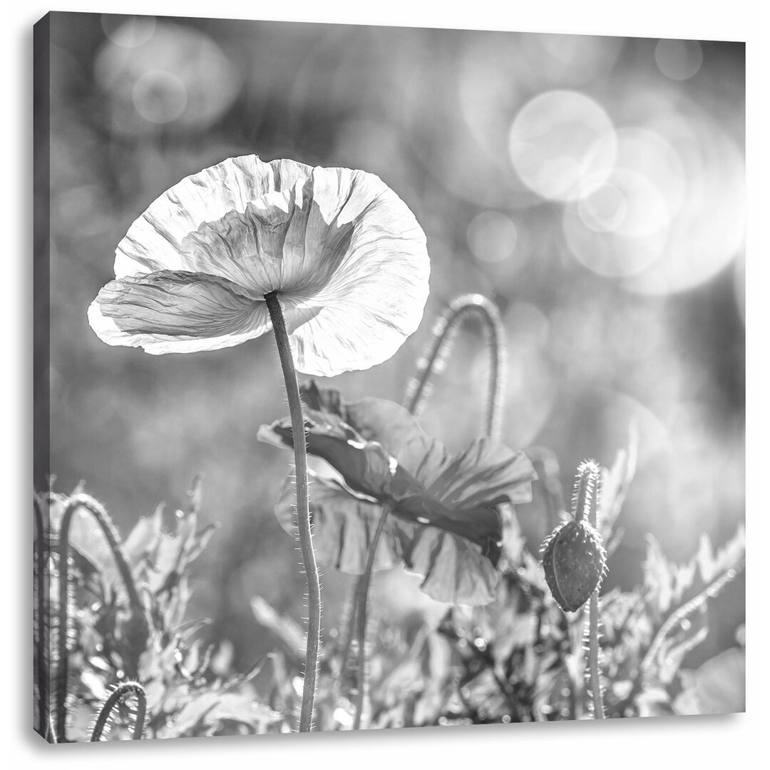 Leinwandbild Kalifornischer Mohn im Frühling