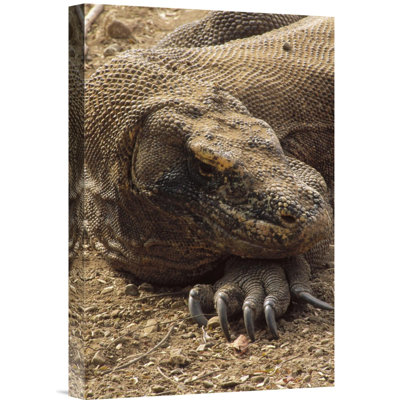 " Komodo Dragon Male Basking, Komodo NP, Komodo Island, Indonesia "