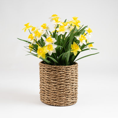 58cm Faux Daffodils in Seagrass Basket