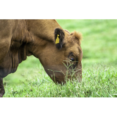 Red Angus Bétail par Alfribeiro - Photographie sur toile tendue