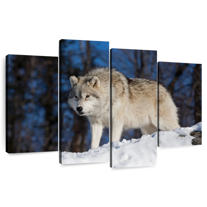 Wolf On The Lookout