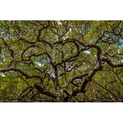 " Cashew Tree " by Diegograndi