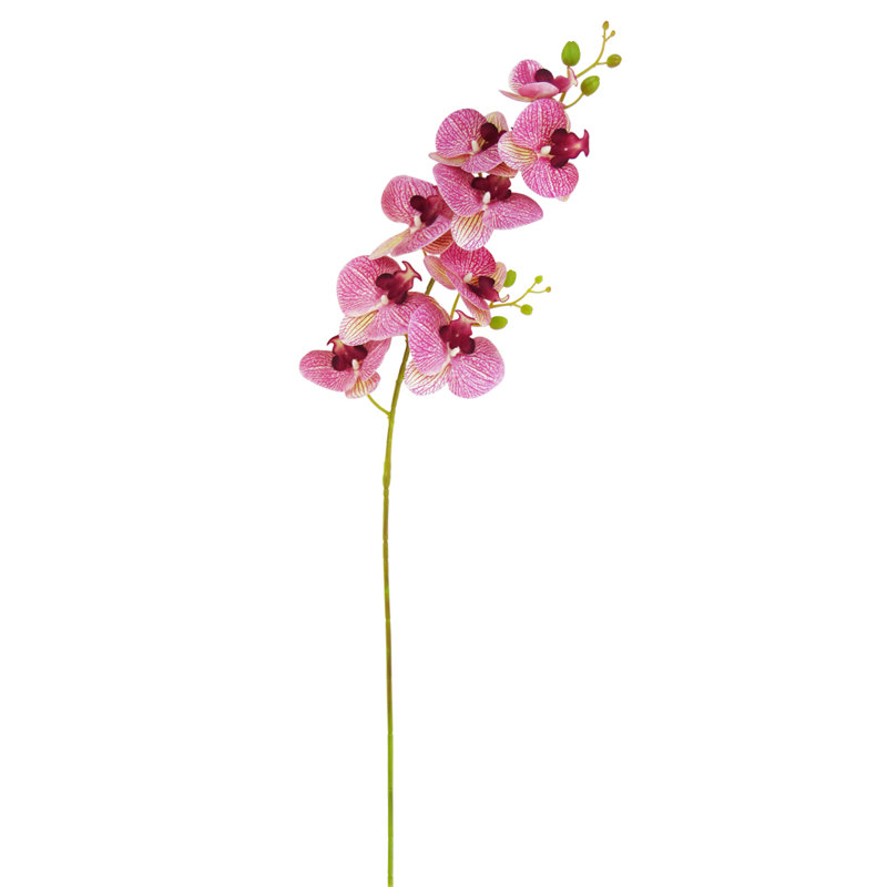 Tige d'orchidées phalaenopsis, Fuchsia