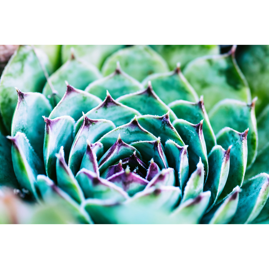 Schönes und farbenfrohes Sempervivum von Gregory_DUBUS - Ohne Rahmen auf Leinwand drucken