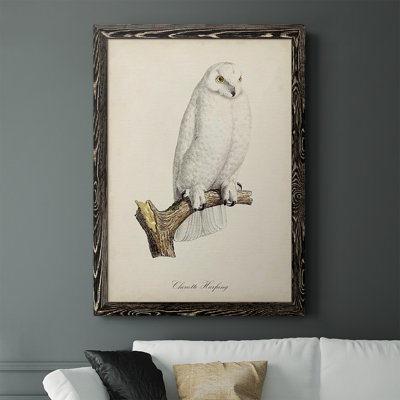 Salamanca French Owls IV - reproduction de photo sur toile