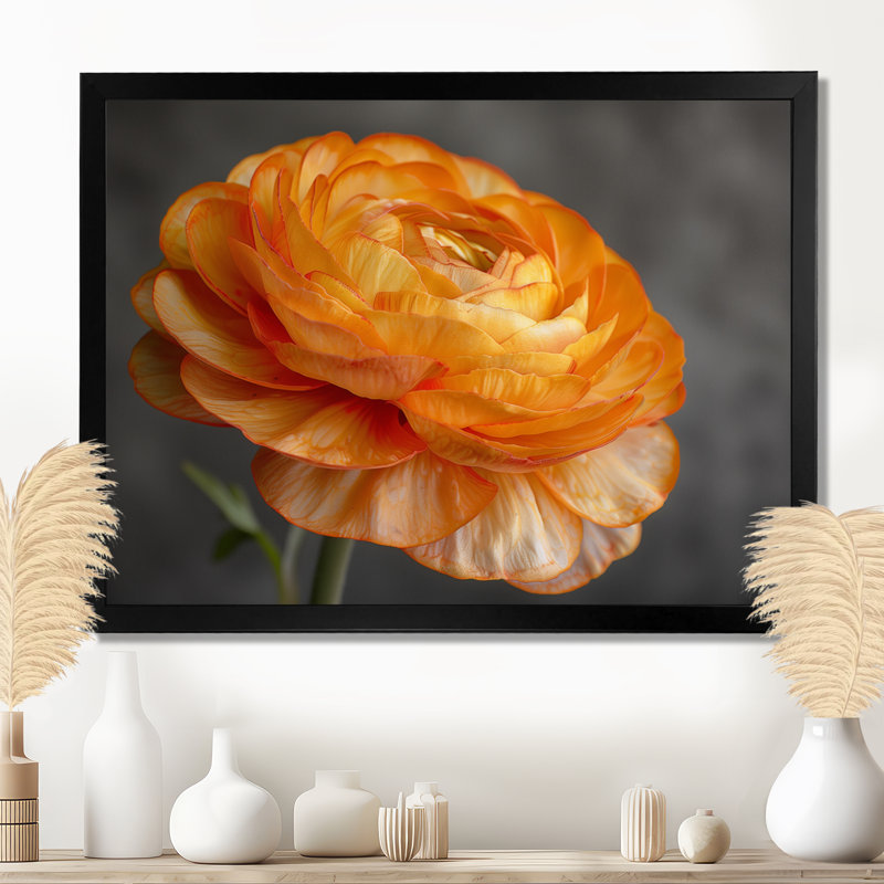 Décoration murale orange et noir Ranunculus Bloom I - Renoncule, Cadre photo blanc, H 30 po x l 40 po