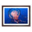 Jellyfish in Pink & Blue in Abstract - Framed Print-55767506-55767507