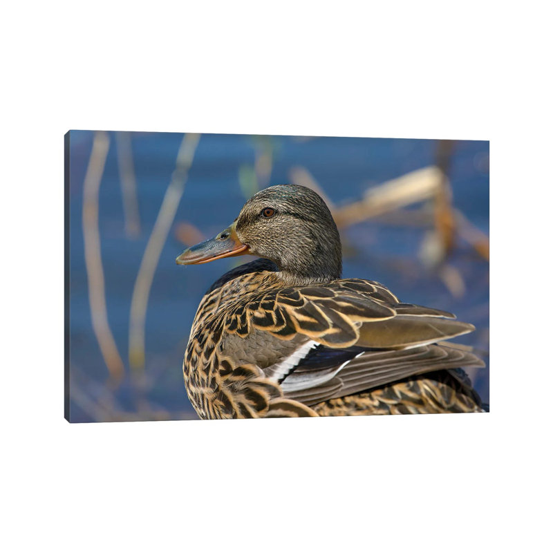 Detailed Mallard by Louis Ruth - Wrapped Canvas Gallery-Wrapped Canvas Giclée, 20.32 cm H x 30.48 cm W