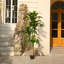 Dracaena artificiel Adcock résistant aux rayons UV, grande plante Dracaena pour la décoration intérieure intérieure-891791148-891692808
