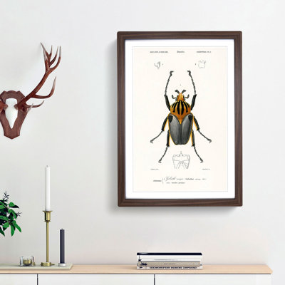 Beetle Illustration PL.6 by Charles D'Orbigny Framed Print