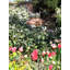 Crescio Handmade Urn Planter-14486298